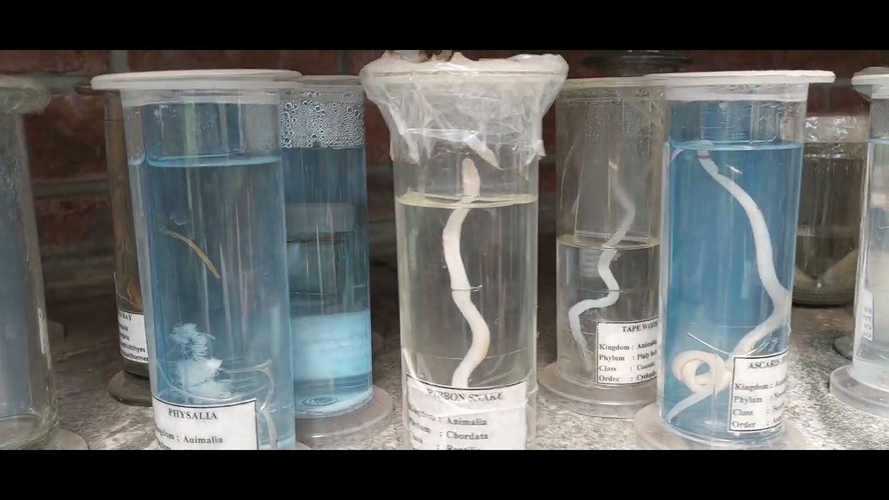 Animal specimen|Agastya Foundation Kuppam| Atul Mulay