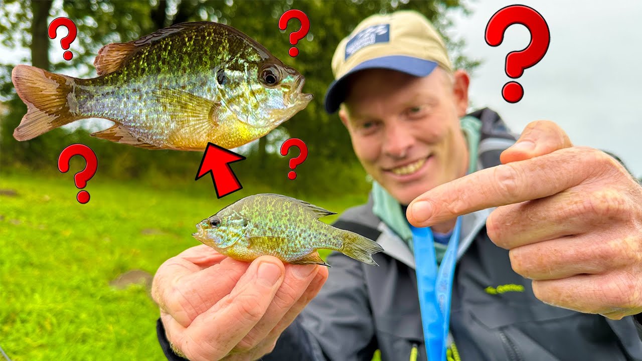 Stekkie - welke bijzondere vissoort is dit?! (VISsenscanner)