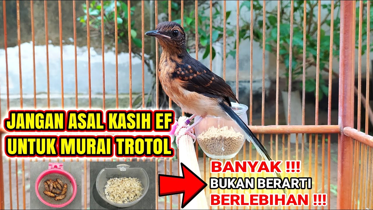 PORSI EF YANG PAS UNTUK MURAI BATU TROTOL❗BANYAK BUKAN BERARTI BERLEBIHAN❗