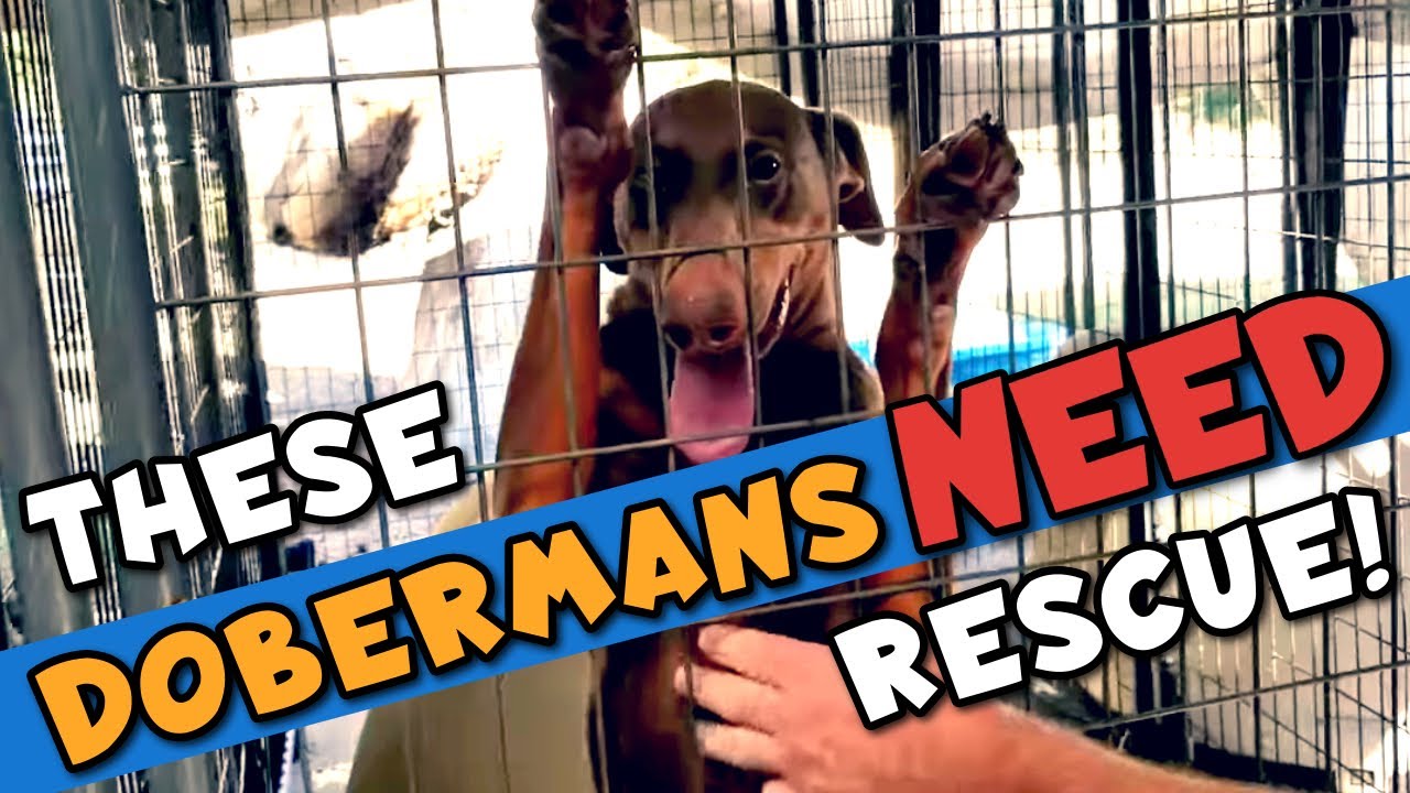 How to Adopt a Doberman&mdash;I Visit a Rescue Center!