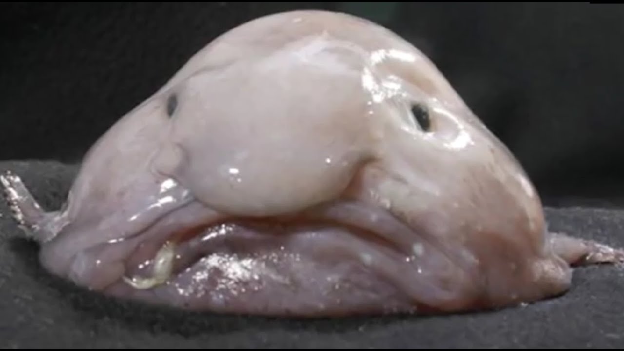 Facts: The Blobfish