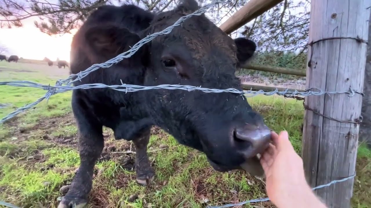 Black Angus Family 👁️ The Great Lick