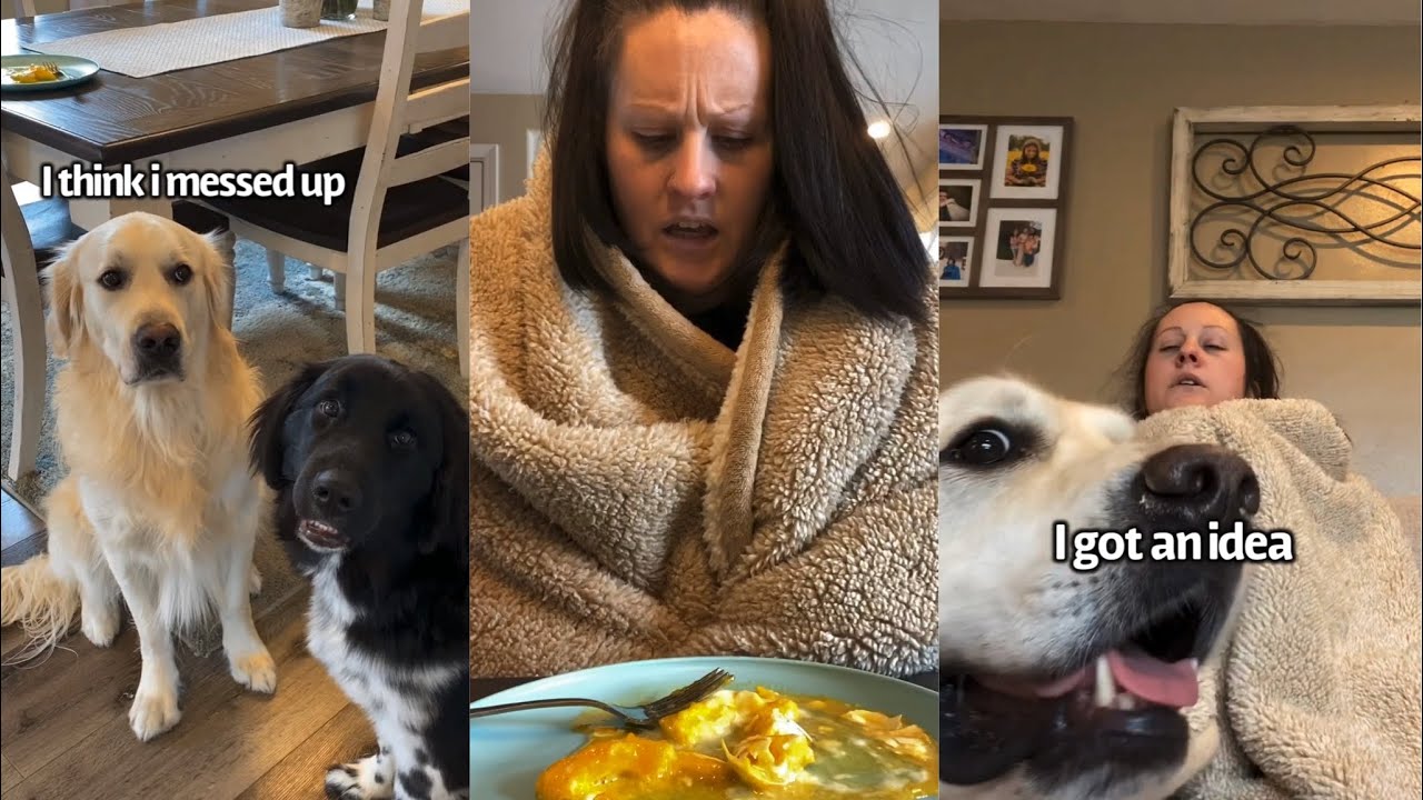 Dogs Try To Take Care Of Their Sick Human