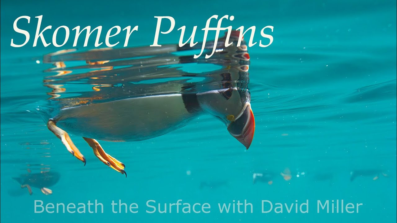 I Built Decoys to Film Wild Puffins—Here's What Happened
