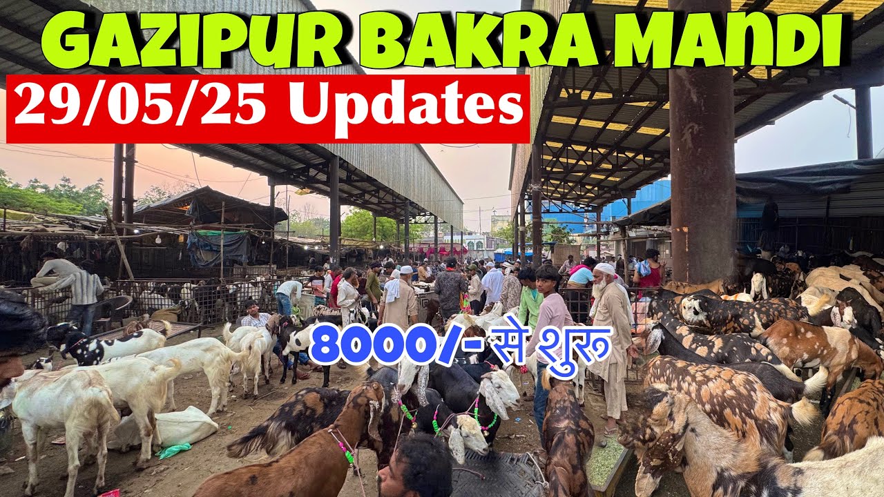 GAZIPUR BAKRA MANDI 2025 LATEST VIDEO |Gazipur Bakra Mandi 2025 | Delhi Bakra Mandi 2025