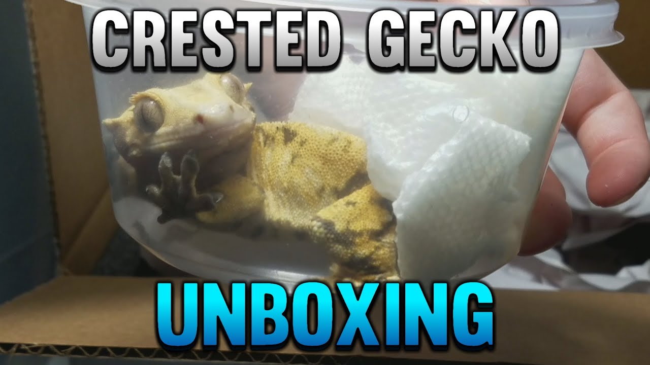 Unboxing A New Tricolor Crested Gecko From Pangea Reptiles!