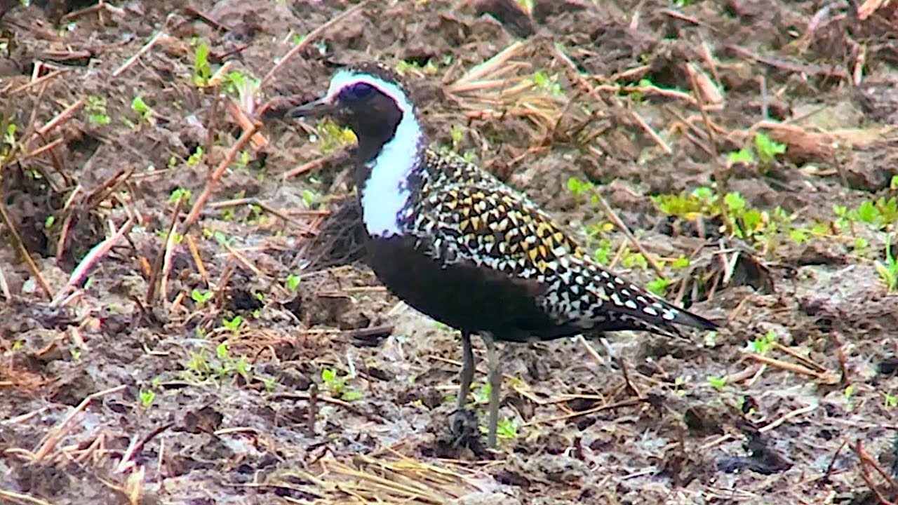 American Golden Plover (Pluvialis dominica) 8.6.2025 Raumonjärvi, Tornio, Southern Lapland, Finland