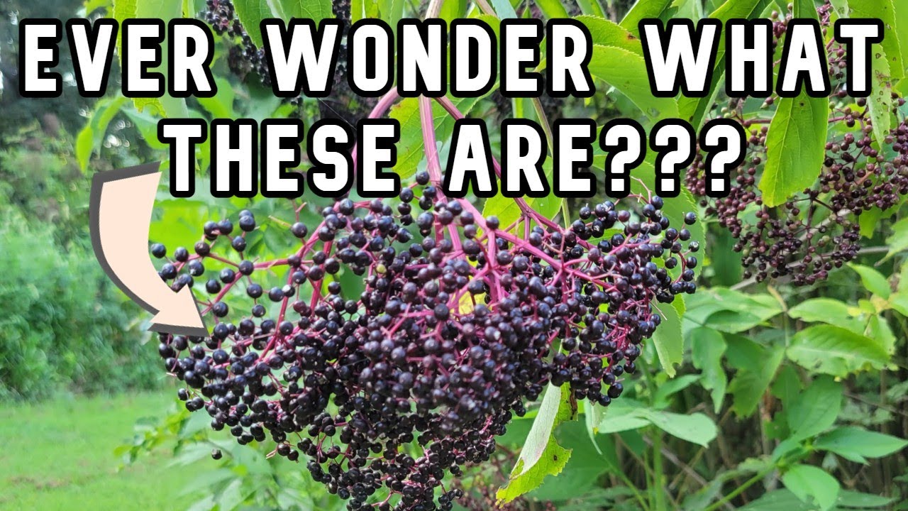 Learn How to Identify and Harvest Elderberries!