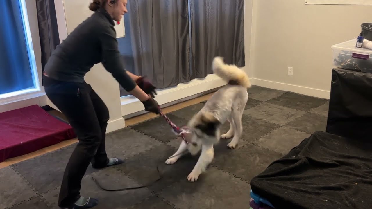 2nd tug session with Mya, foster husky