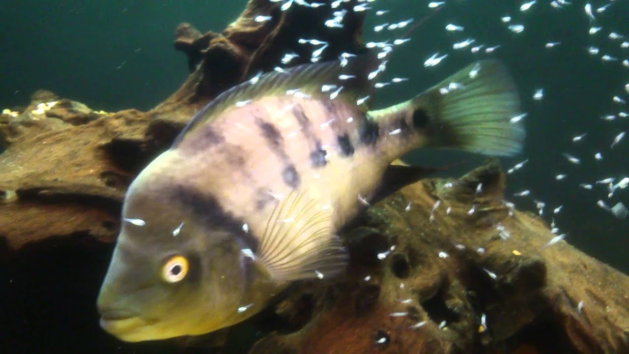 Amphilophus chancho with fry