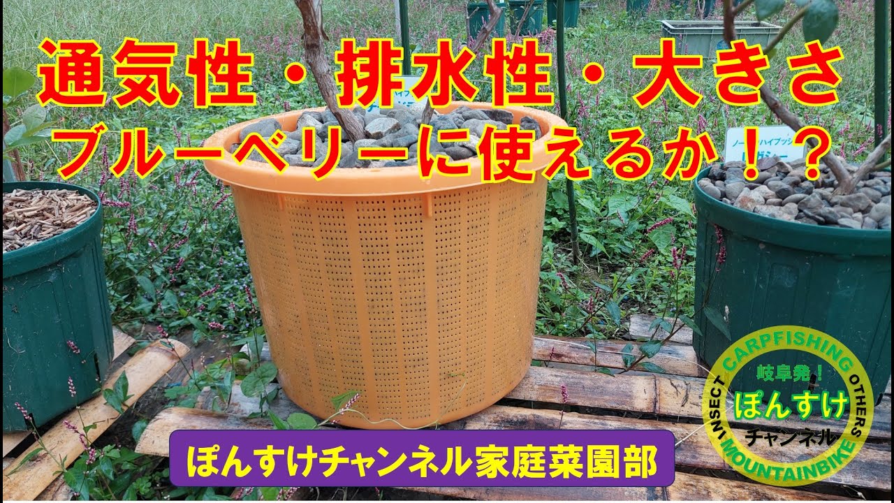 10月中旬のブルーベリーの様子と挿し木の様子