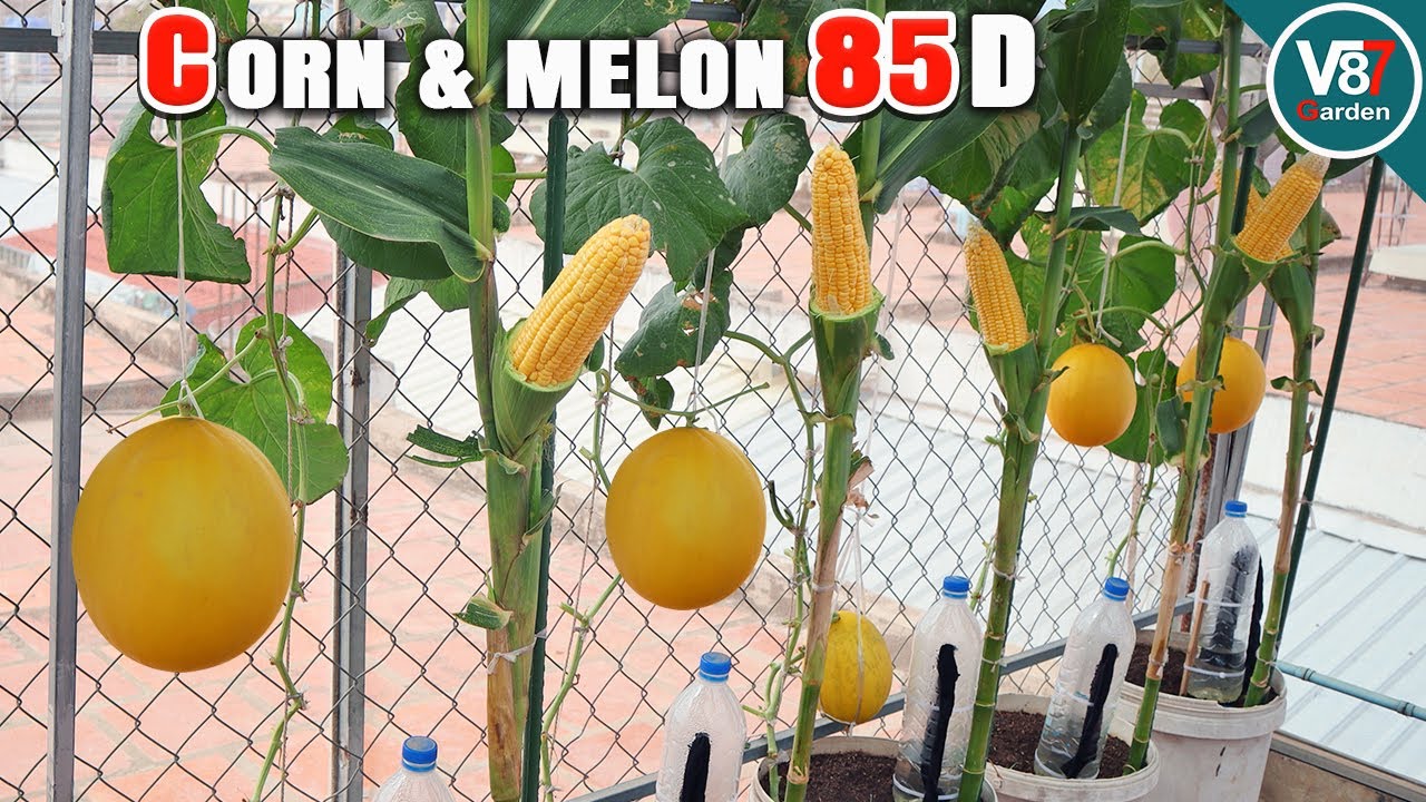 How to Grow Melon and Sweet Corn in a Container: Step-by-Step Guide from Seed to Harvest