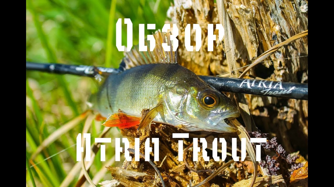 SLrods Atria Trout. На что она способна!?
