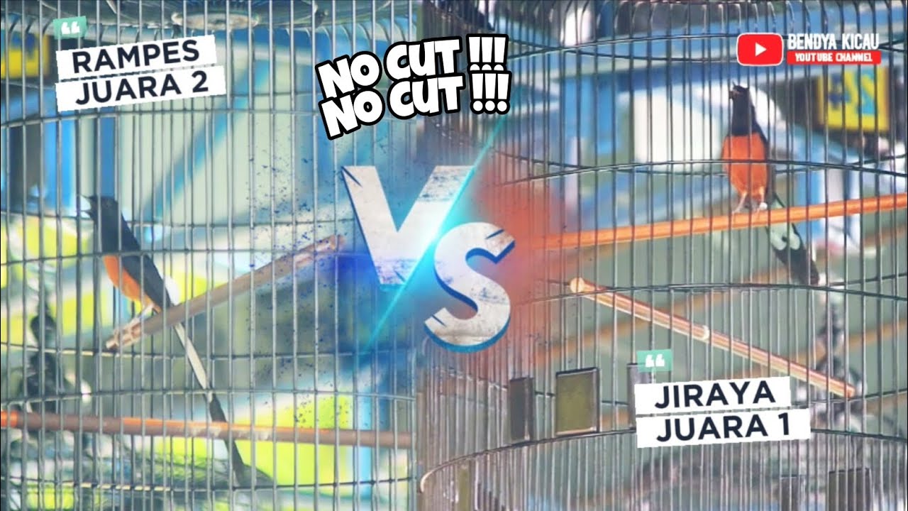 MURAI BATU RAMPES & JIRAYA TOS ADU DADU DI KELAS UTAMA 😱 || GUBERNUR LAMPUNG CUP