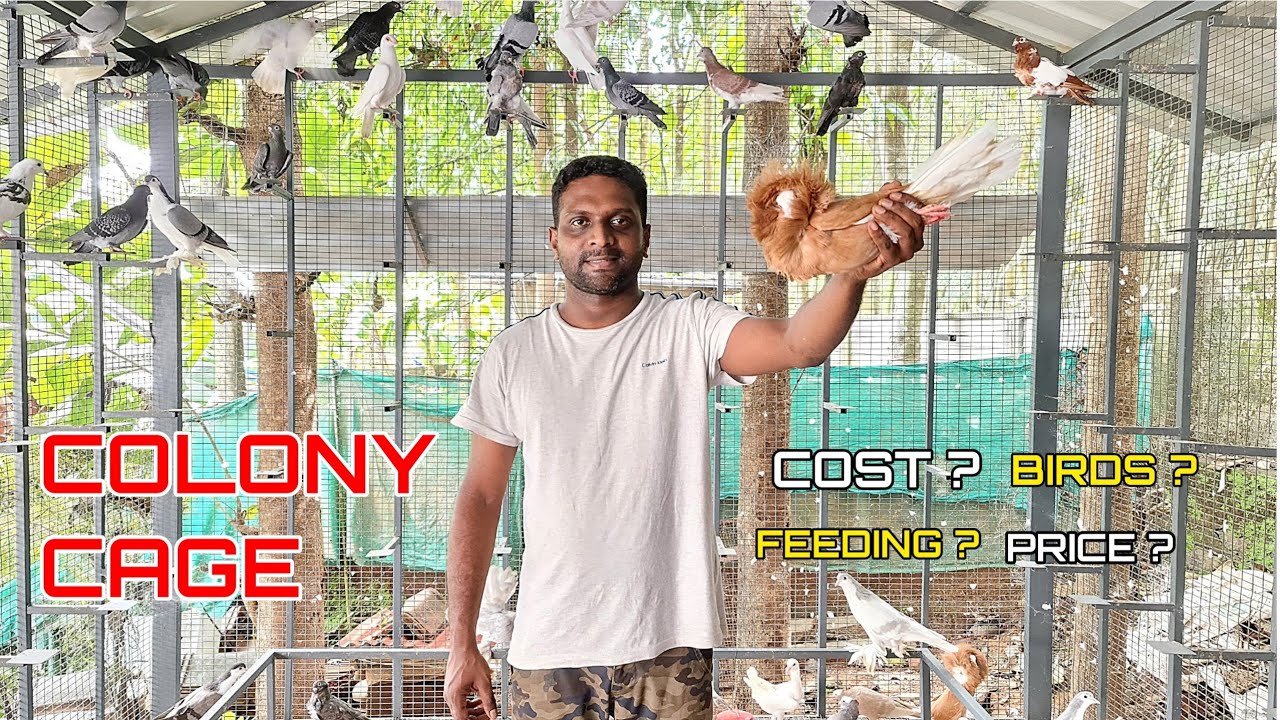 കോളനി Cageൽ എണ്ണിയാൽ തീരാത്ത പ്രാവുകൾ |Pigeon colony making Idea |Pets Malayalam| കാഴ്ചയുടെ വിസ്മയം