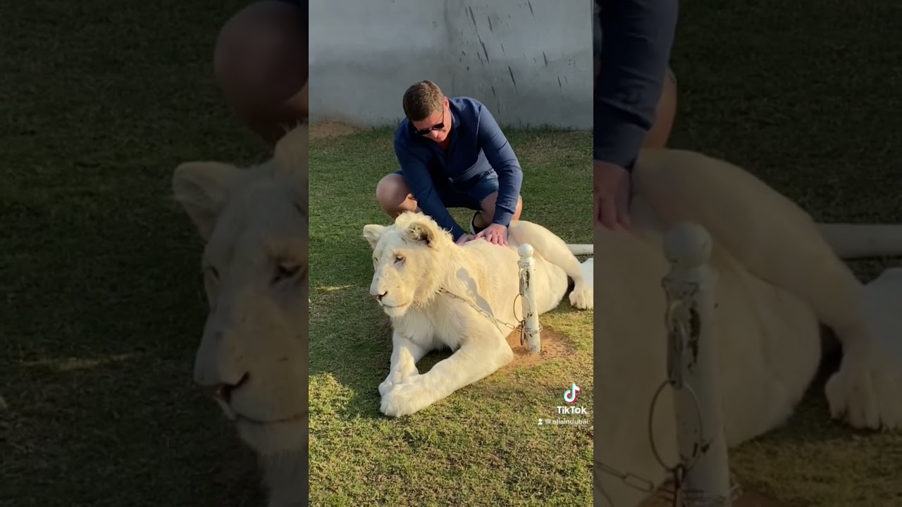 Dubai private zoo #zoodubai #dubaizoo