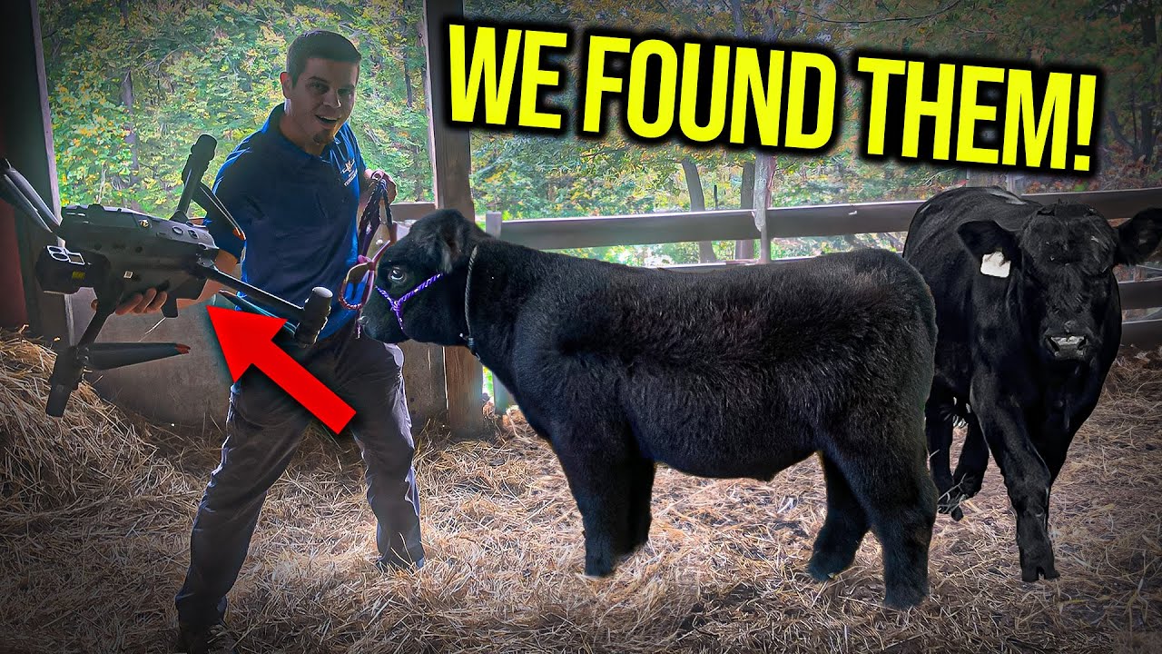 Found an Escaped Bull First Drone Pet Recovery