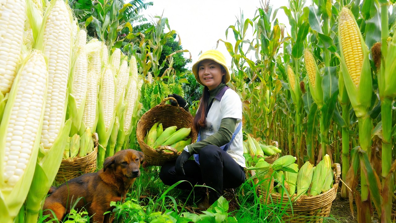 Harvest Corn After 120 Days Of Planting To Sell At The Market – Cook With Corn, Garden
