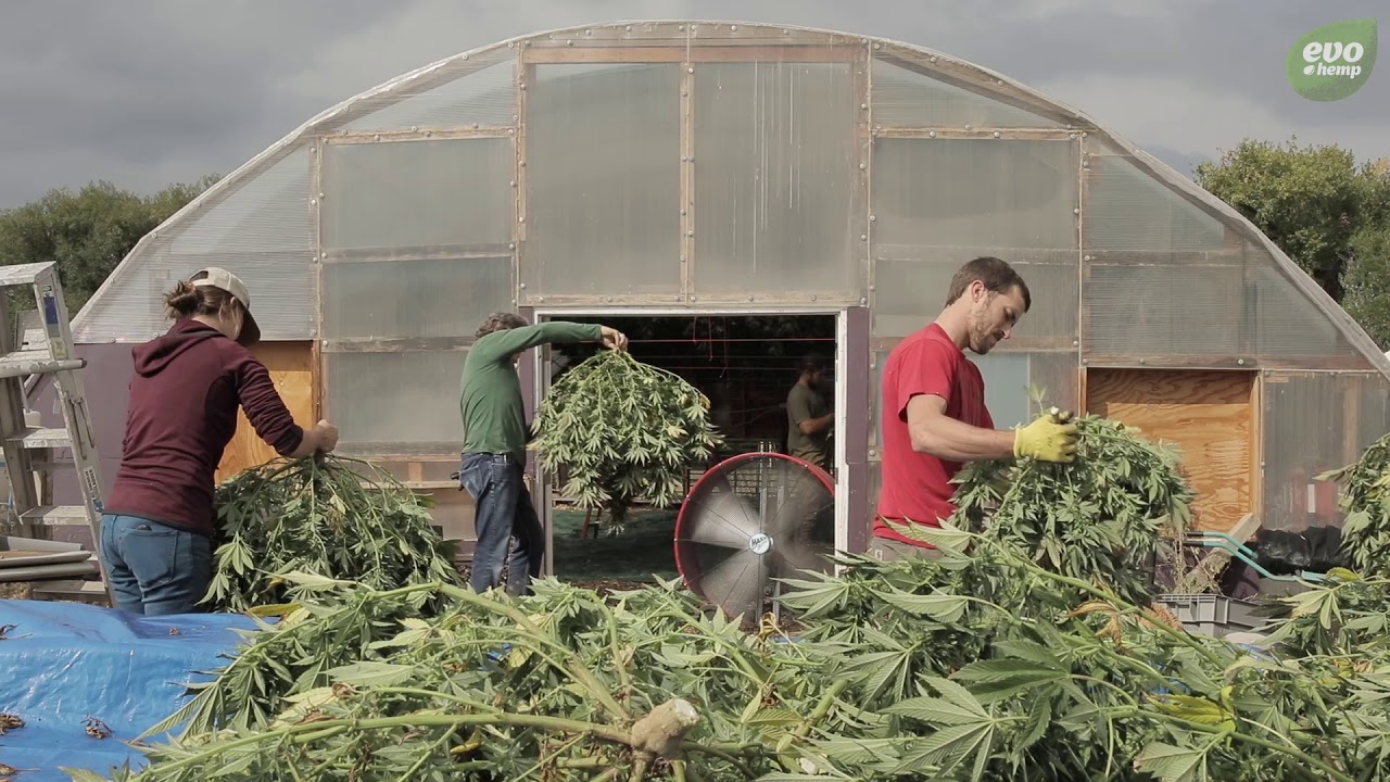 Hemp Farmers Grow America: Regenerative Hemp
