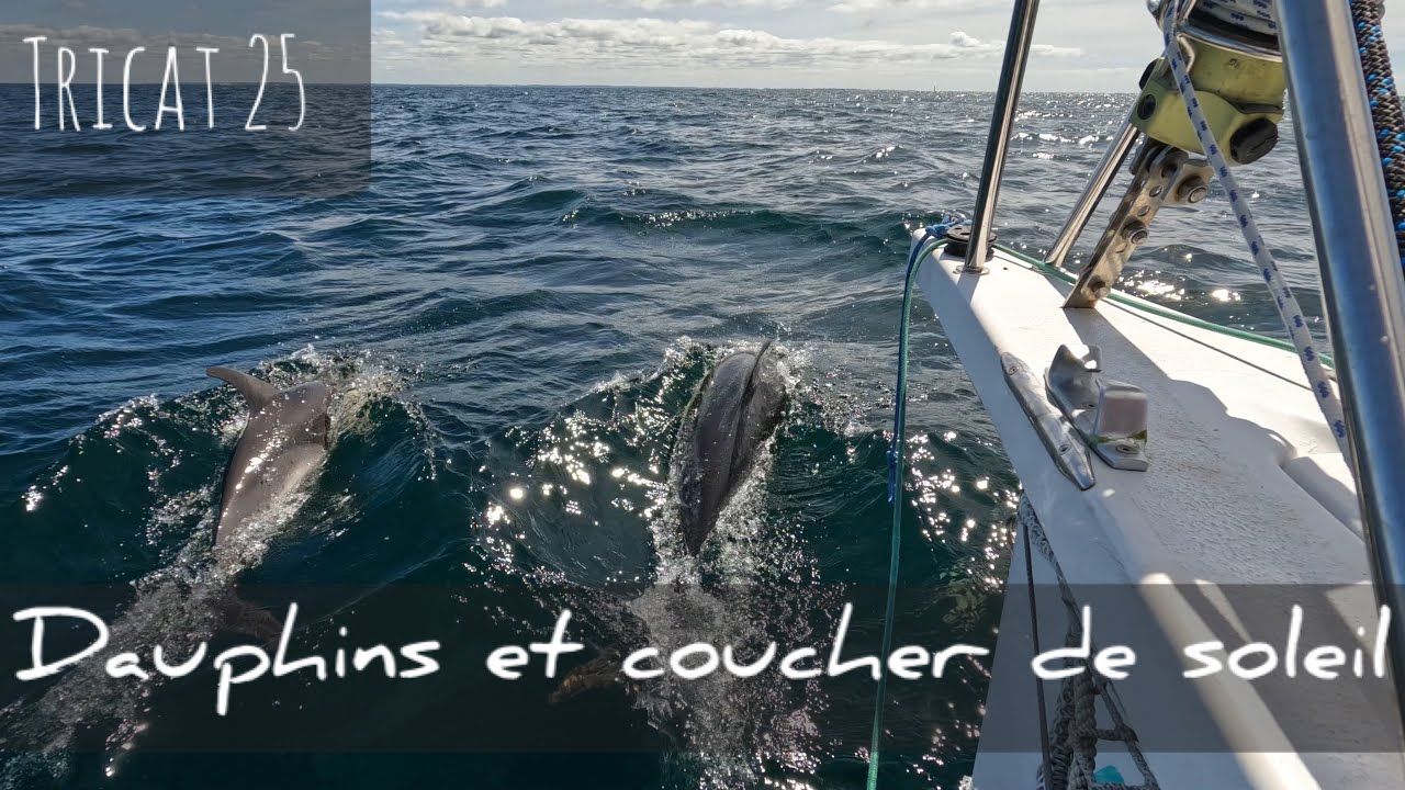 Week-end à la voile : dauphins et coucher de soleil - Tricat 25 - #6/2022