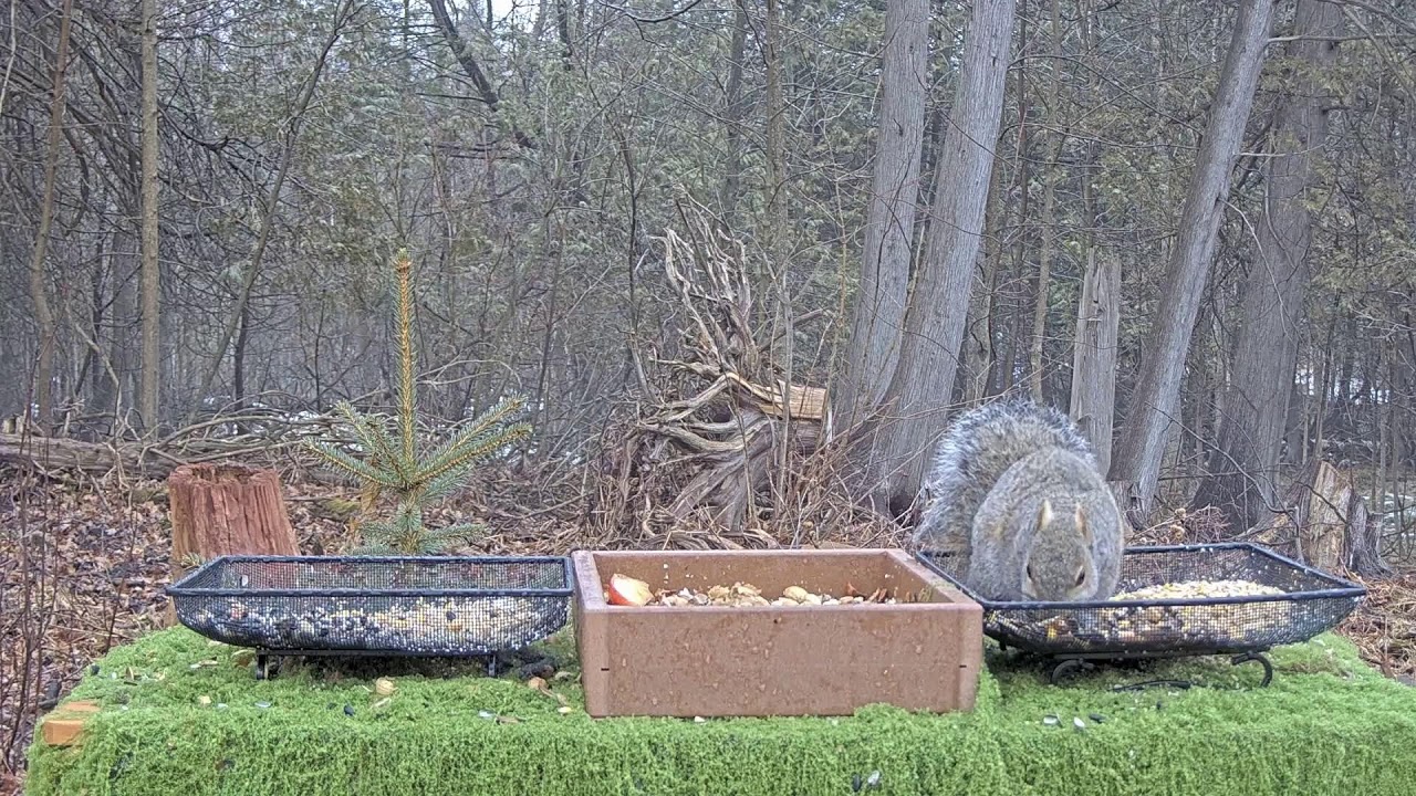Sunrise at the Green Valley Wildlife Buffet 🐿️🐦 | Morning Feeder Cam LIVE – Mar 6, 2026