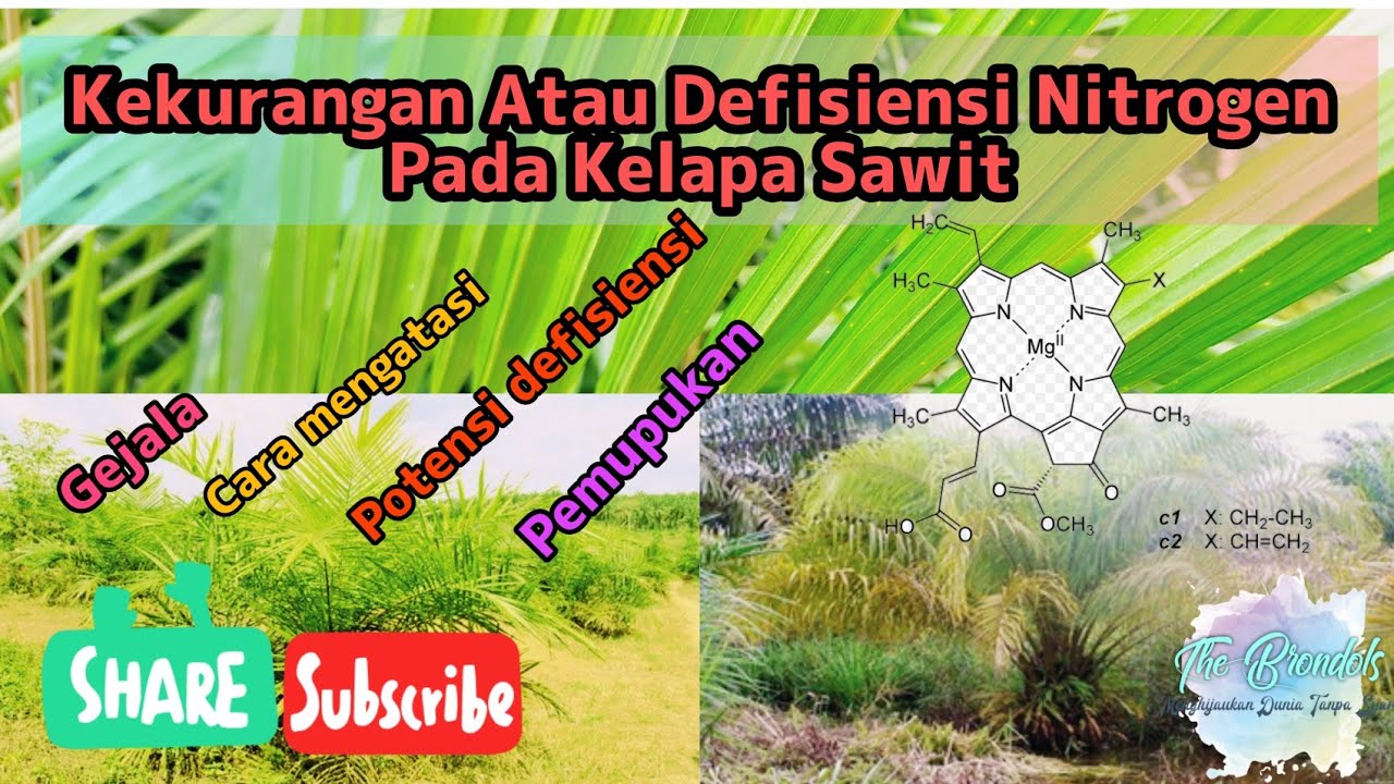 Kekurangan Atau Defisiensi Nitrogen Pada Kelapa Sawit