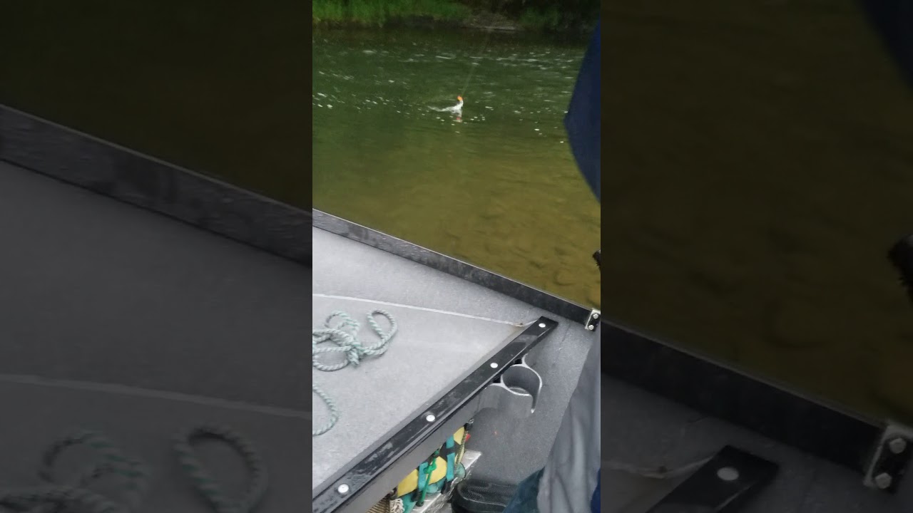 Summer steelhead fishing on the Nestucca River Hebo, Oregon