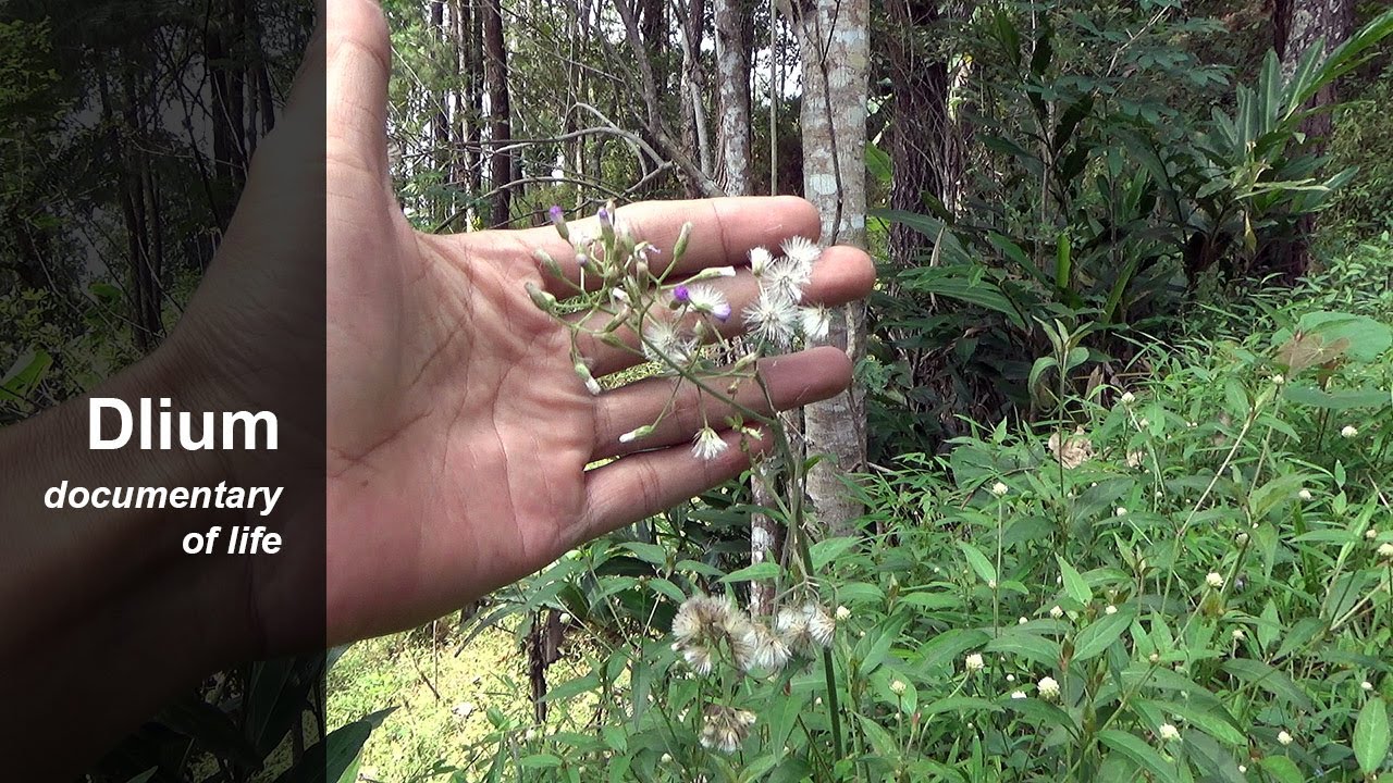 Little ironweed (Cyanthillium cinereum)