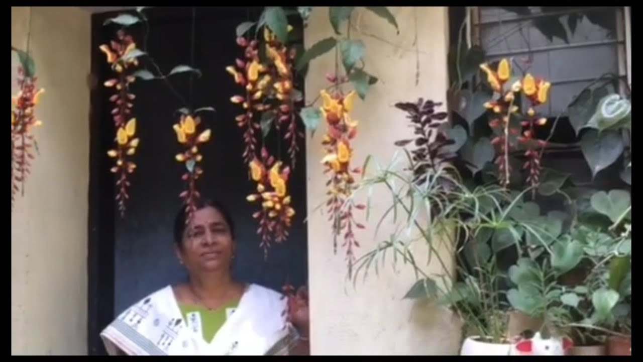 Splendour of the Thunbergia mysorensis | My Garden My Passion | Shobha Nagnur