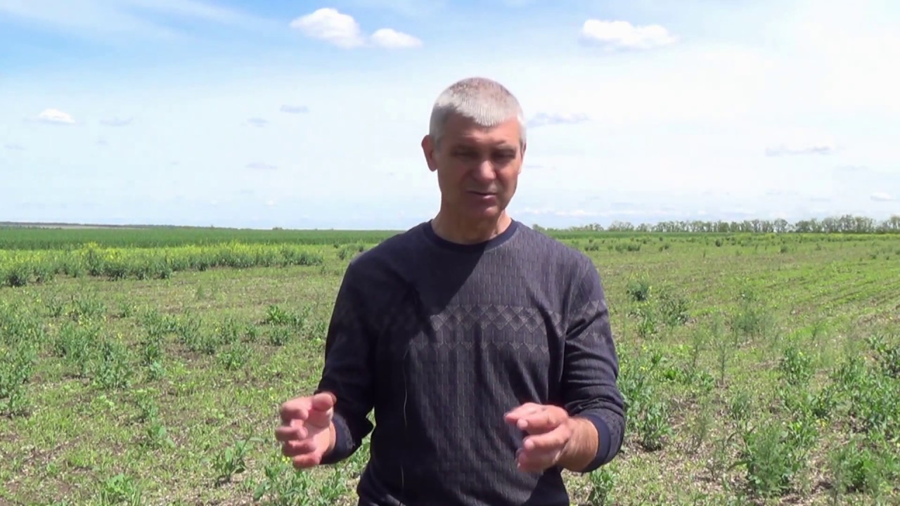 Какие покровные культуры сеять и как их встроить в севооборот
