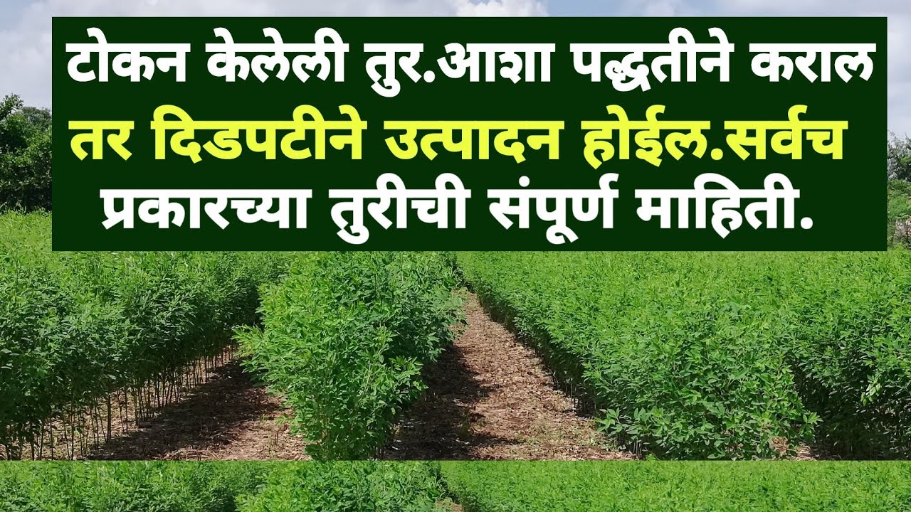 आशा पद्धतीने कराल तर दिडपटीने उत्पादन होईल.टोकन केलेली तुर.सर्वच प्रकारच्या तुरीची संपूर्ण माहिती.