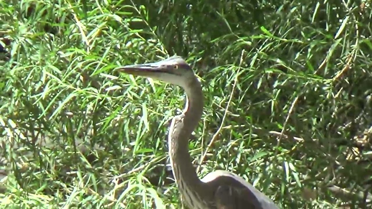 Great Blue Heron on the Blue River