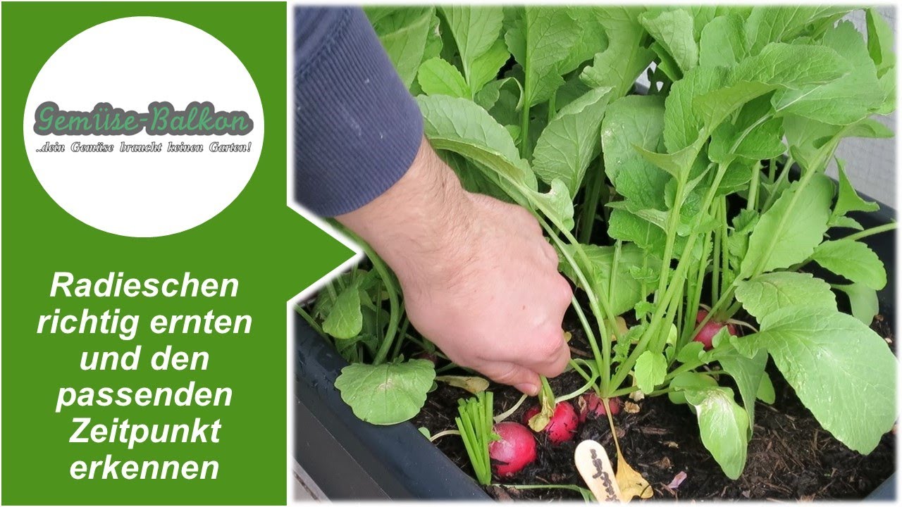 Radieschen richtig ernten 🤏 und den passenden Zeitpunkt 🕓 erkennen