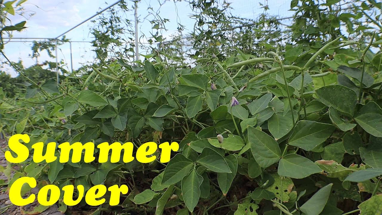 The Ideal Summer Cover Crop for the Desert?