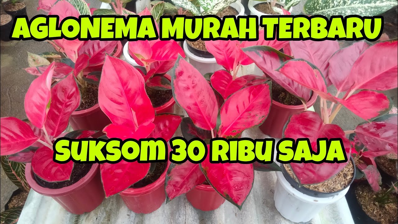 HARGA AGLONEMA MURAH TERBARU 