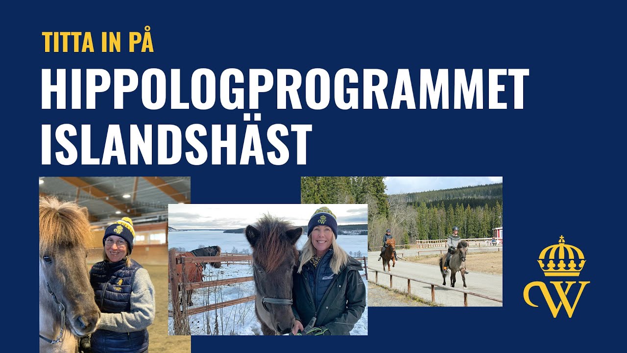 Hippologprogrammet islandsh&auml;st p&aring; W&aring;ngen