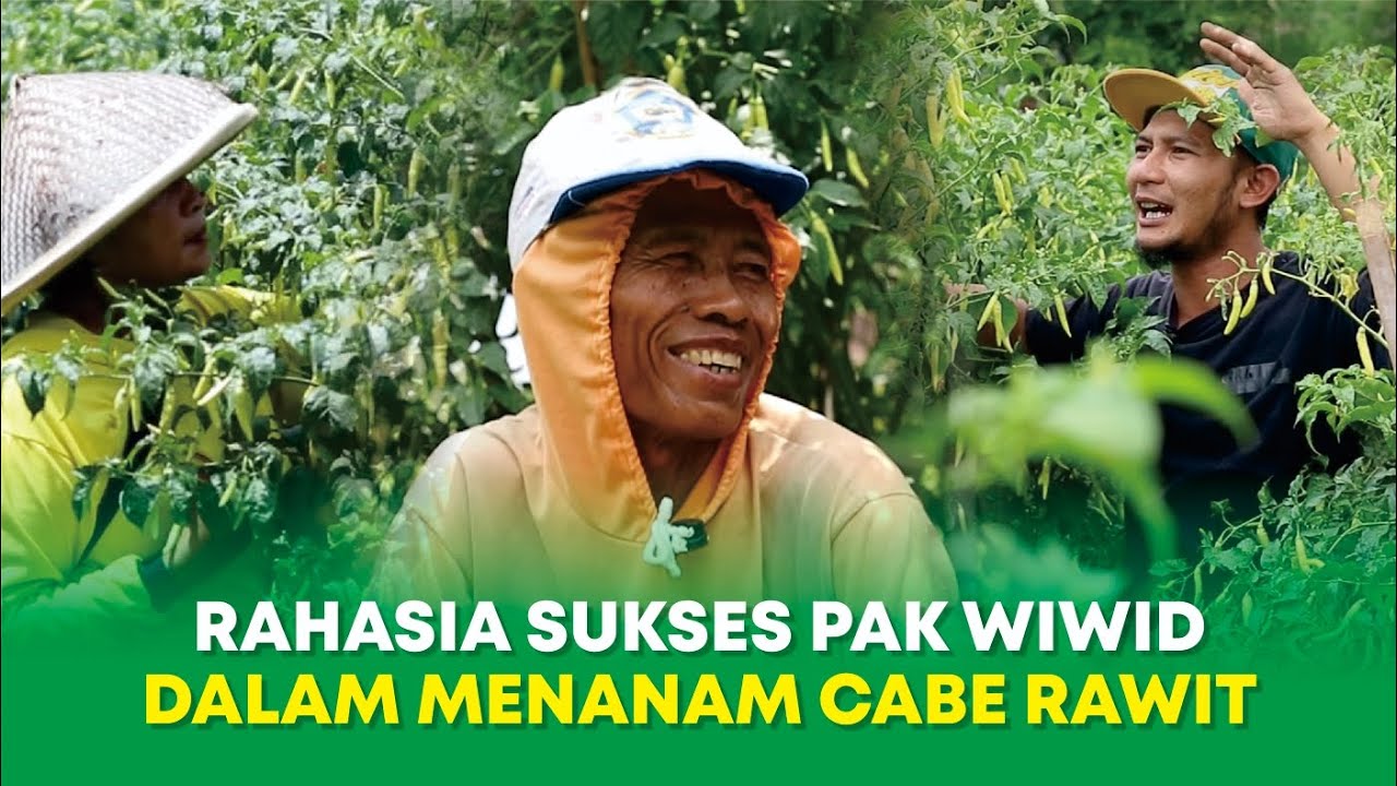 Rahasia Sukses Pak Wiwid Dalam Menanam Cabe Rawit Berbuah Lebat Dan Tahan Virus