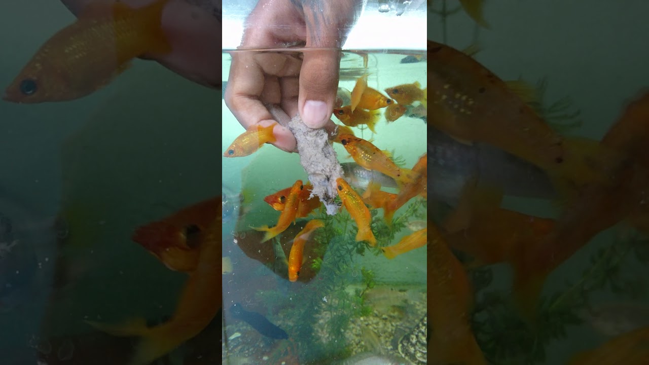 Mollies, convicto azul, tilapia del Nilo, comiendo papilla de pescado con lechuga y zanahoria
