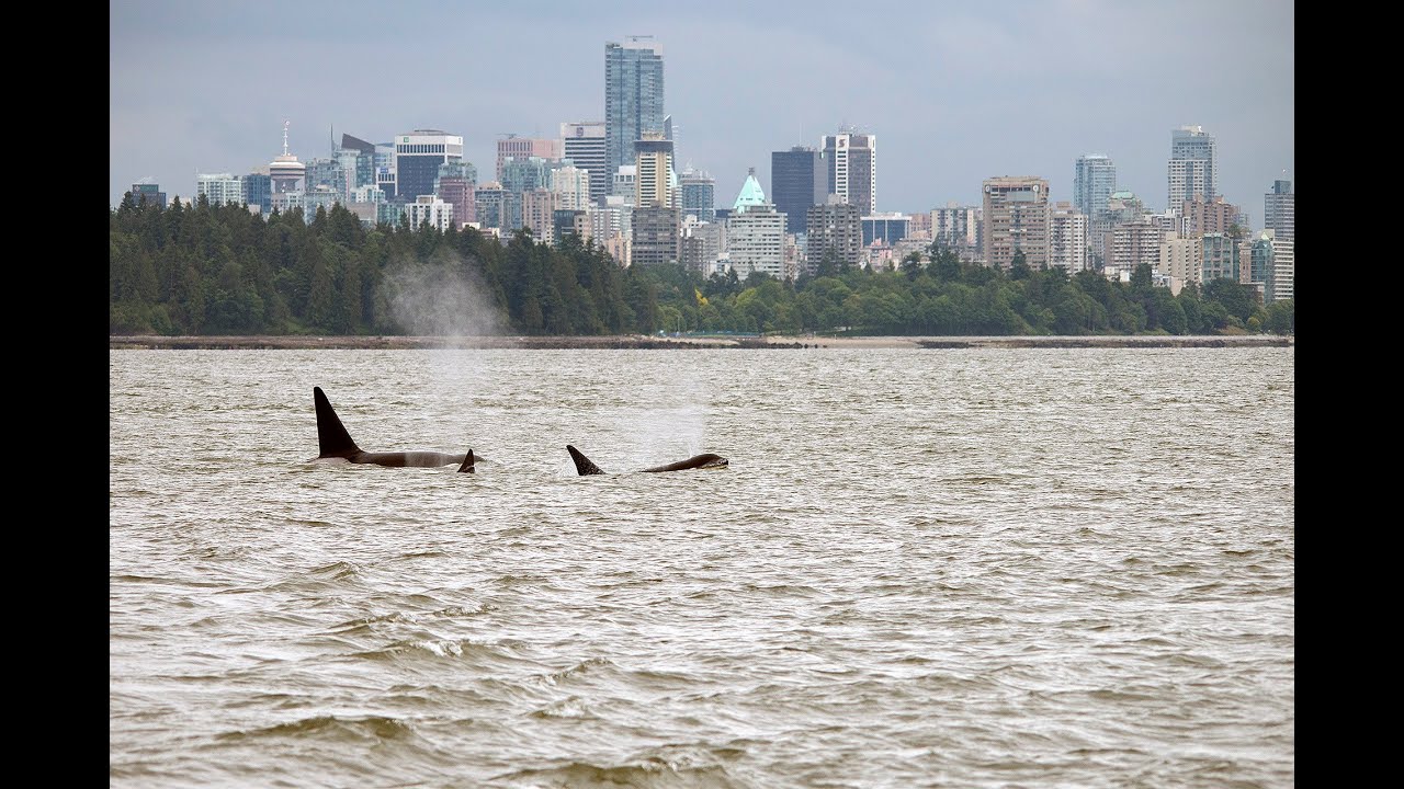 Bigg's Killer Whales Visit Burrard Inlet