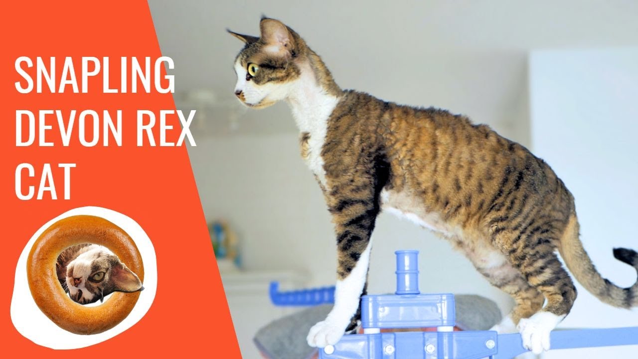 Snapling Devon Rex cat Bublik
