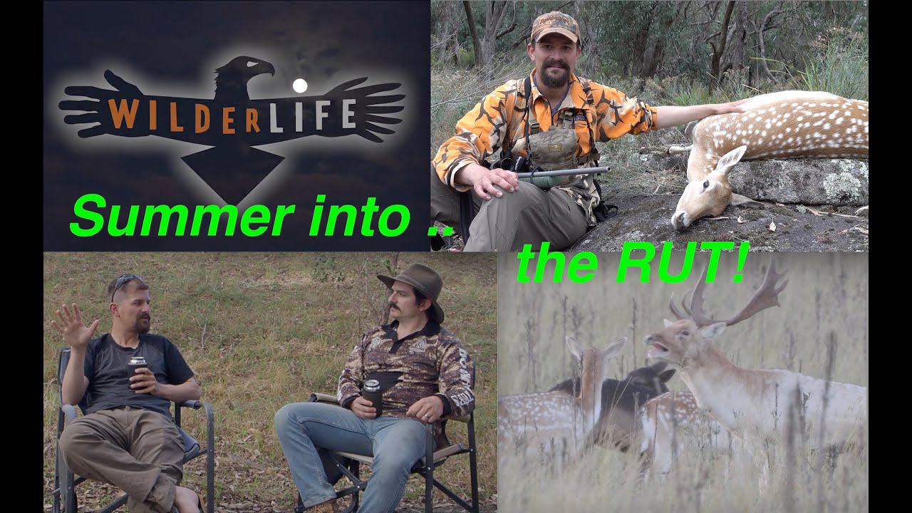 Summer into the Rut - Fallow Deer Behaviour and Hunting tactics