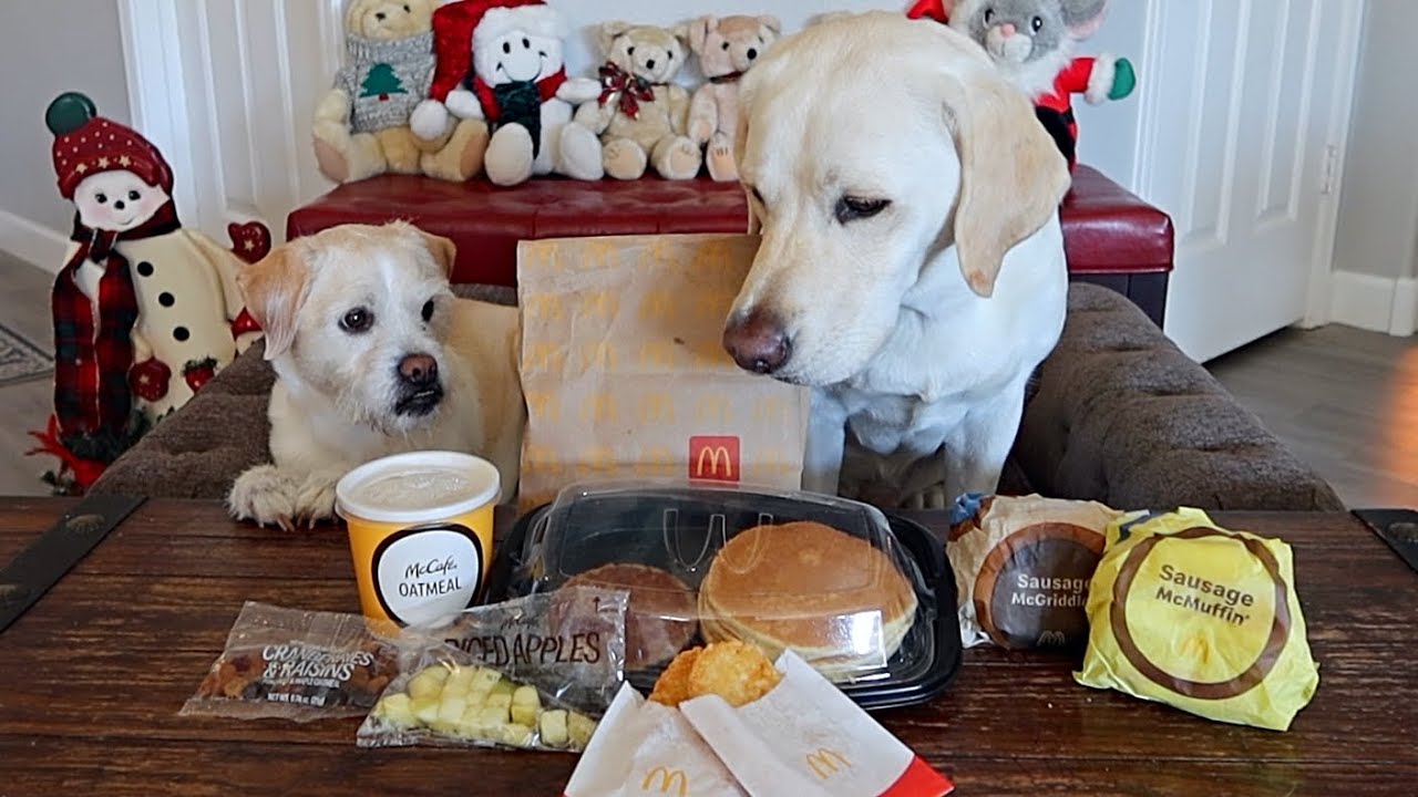 My Dogs First McDonald's Breakfast!!