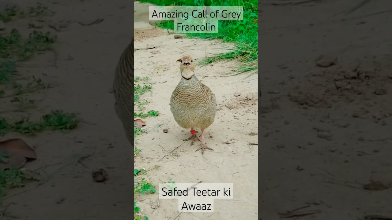 Grey Francolin Voice | Safed Teetar ki Awaz 