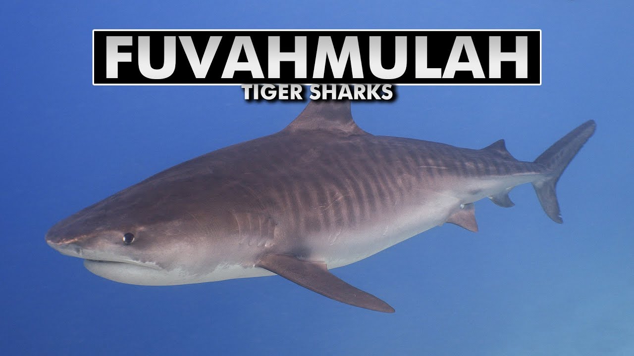 Diving with Tiger Sharks at Fuvahmulah, Maldives [4k]