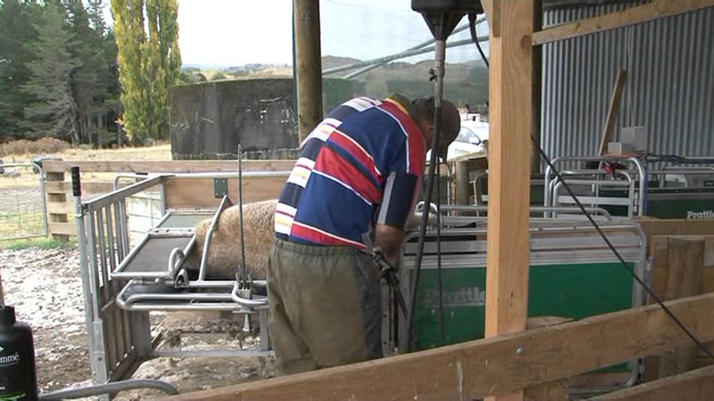 Sheep Handler
