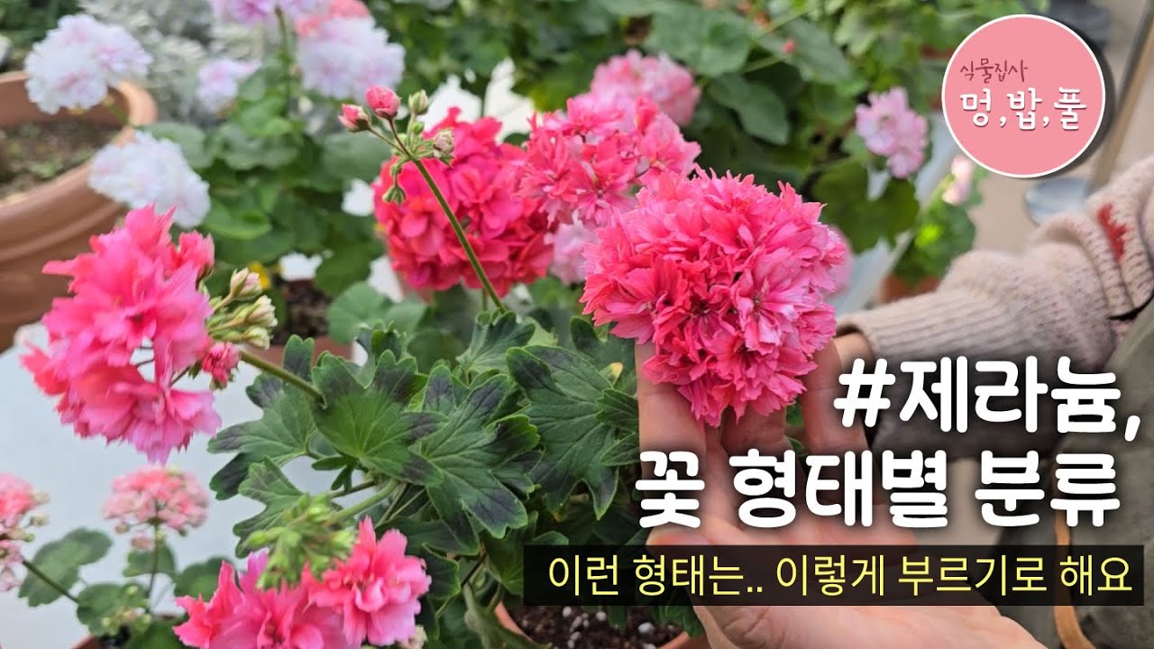 제라늄,꽃의 형태에 따른 분류 용어 #장미형 #봄동형 #총채형 #발라당형#스텔라형#geranium #pelargonium