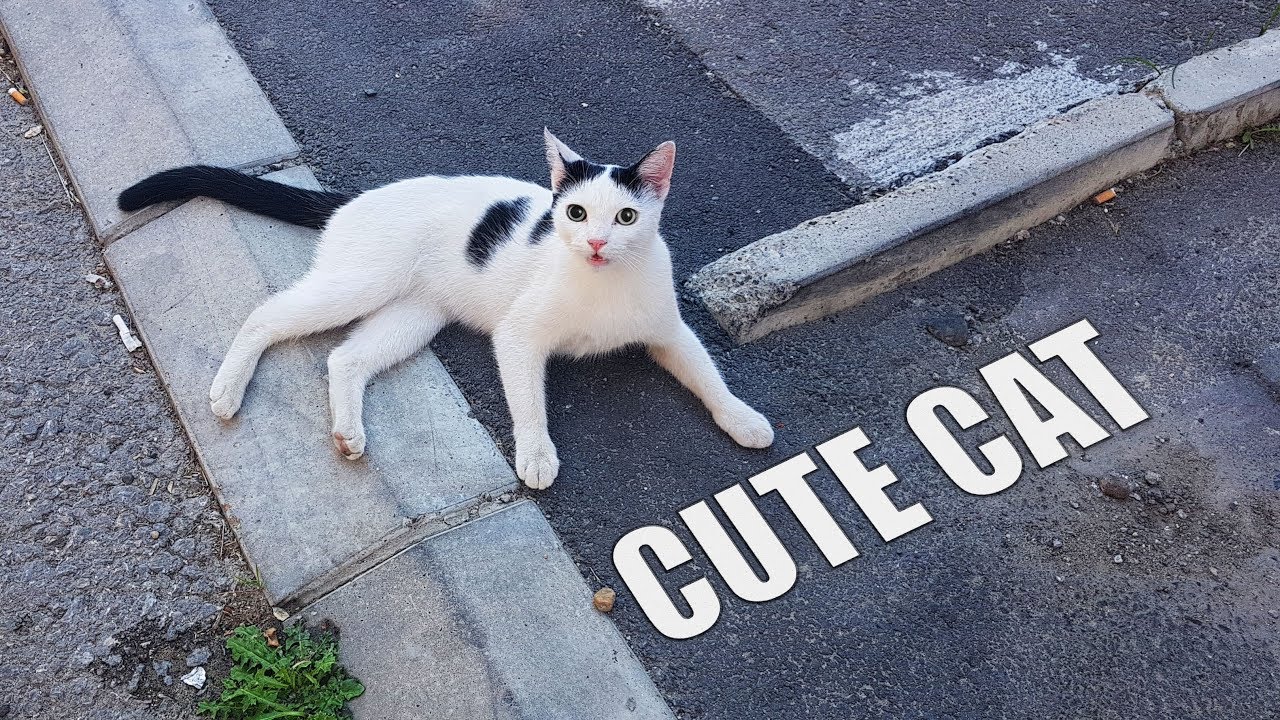 Playing with Cute neighbour Cat!