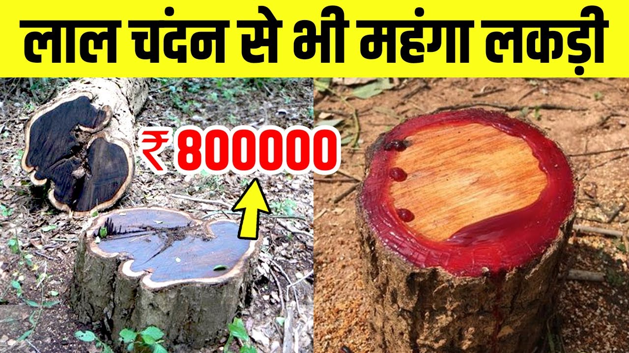 दुनिया की सबसे महंगी लकड़ी || World's most expensive wood || African blackwood
