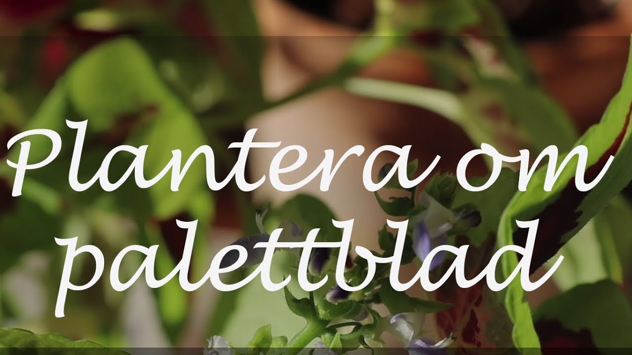 Plantera om palettblad