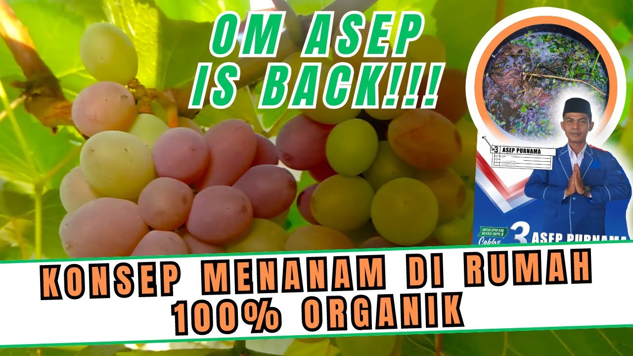 100% ORGANIK! SIMPLE DAN MUDAH KONSEP KEBUN ANGGUR SKALA RUMAHAN ALA OM ASEP